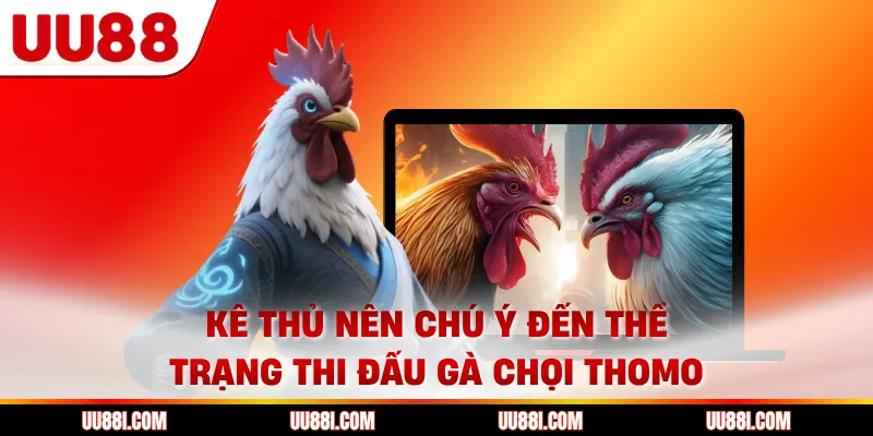 Kê thủ nên chú ý đến thể trạng thi đấu gà chọi Thomo